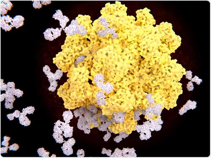 Antibody-Antigen Recognition- How Does it Work?
