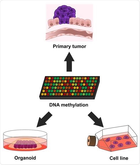 Breaking Down the DNA Behavior of Cancer Cells