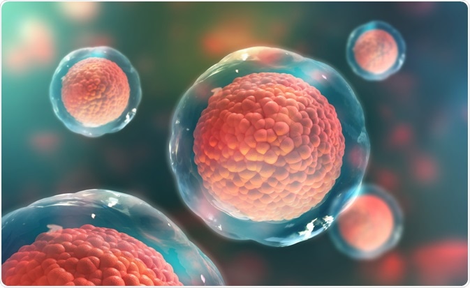 What are Stem Cells?