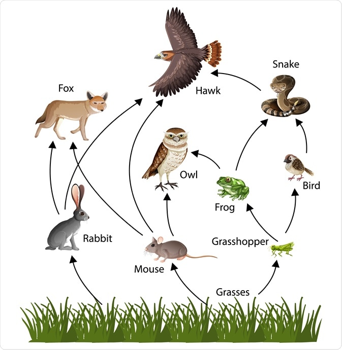 land food chains