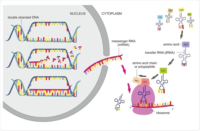 Mrna Synthesis : Protein Synthesis _ Rna polymerase ii synthesizes mrna, though its initial products are not mature rna but larger precursors, called heterogeneous nuclear rna, which are completed later (see below processing of.