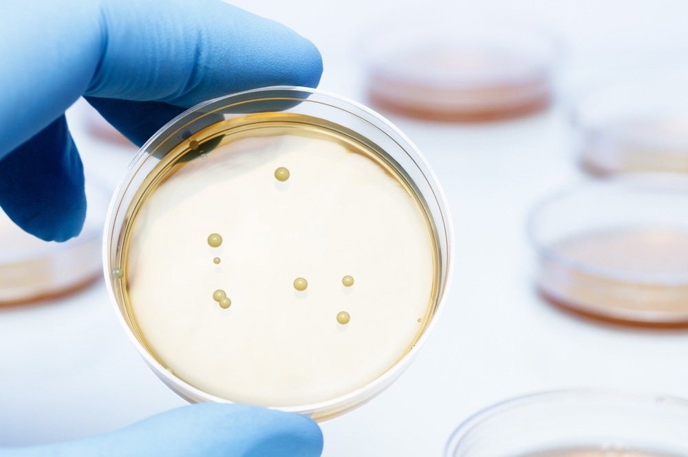 Lactobacillus