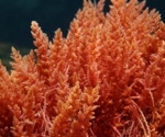 A Guide to Understanding Multicellularity
