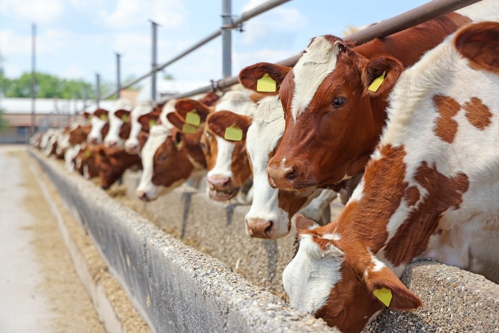 Cattle Breeding