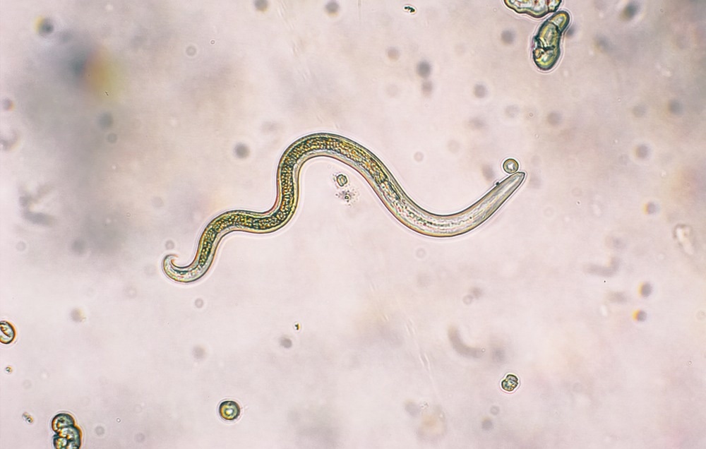 Parasite