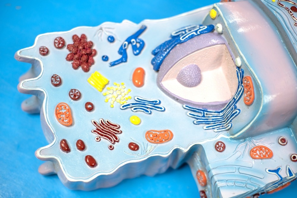 Eukaryotic Cell