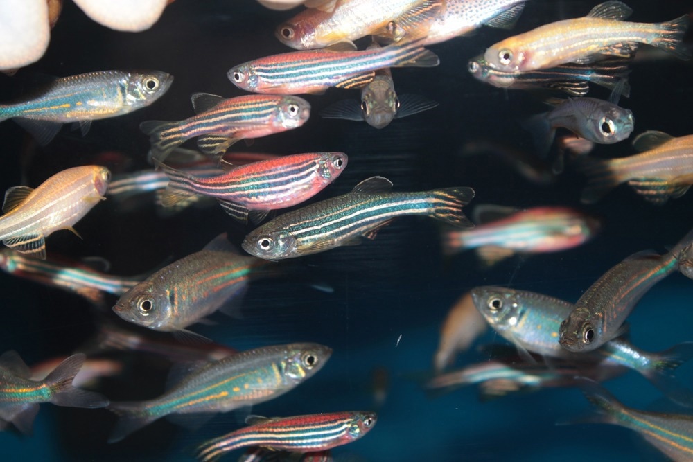 Zebrafish