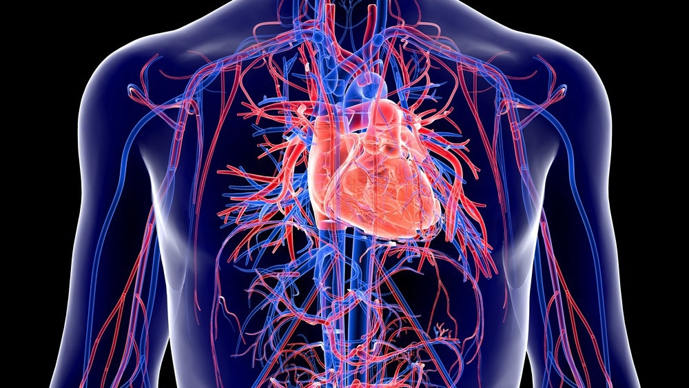 Circulatory System