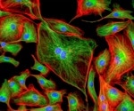 Endothelial Cell Biology
