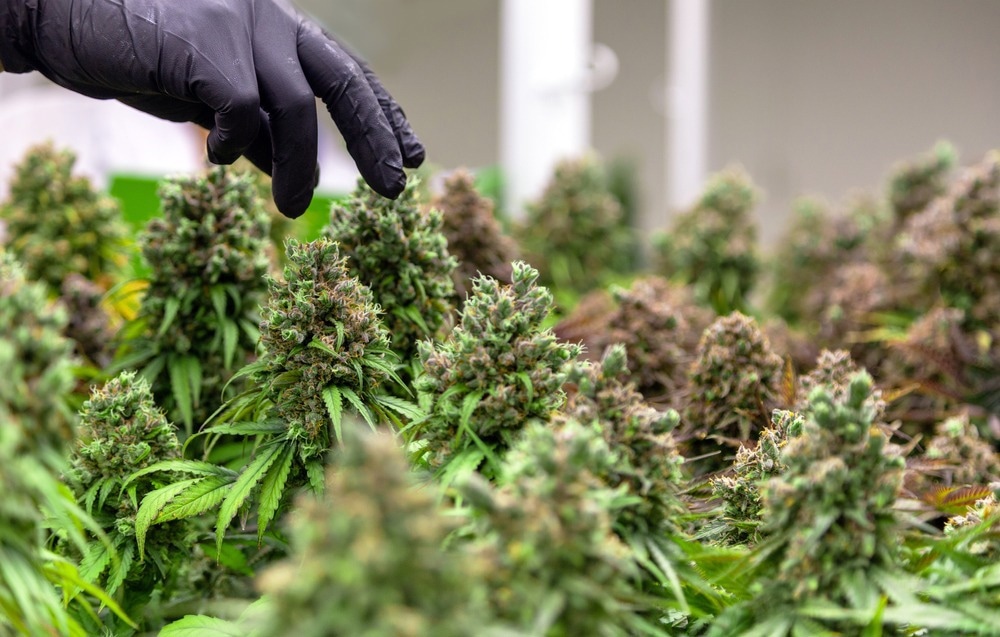 Cannabis Plant