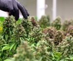 What is Cannabinomics?