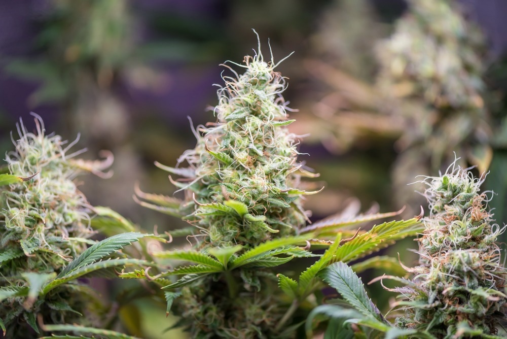 Flowering Cannabis Plant