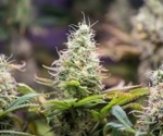 Cannabis Analysis: Indica vs. Sativa