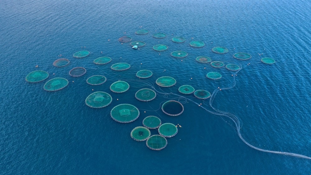 Sea Farming