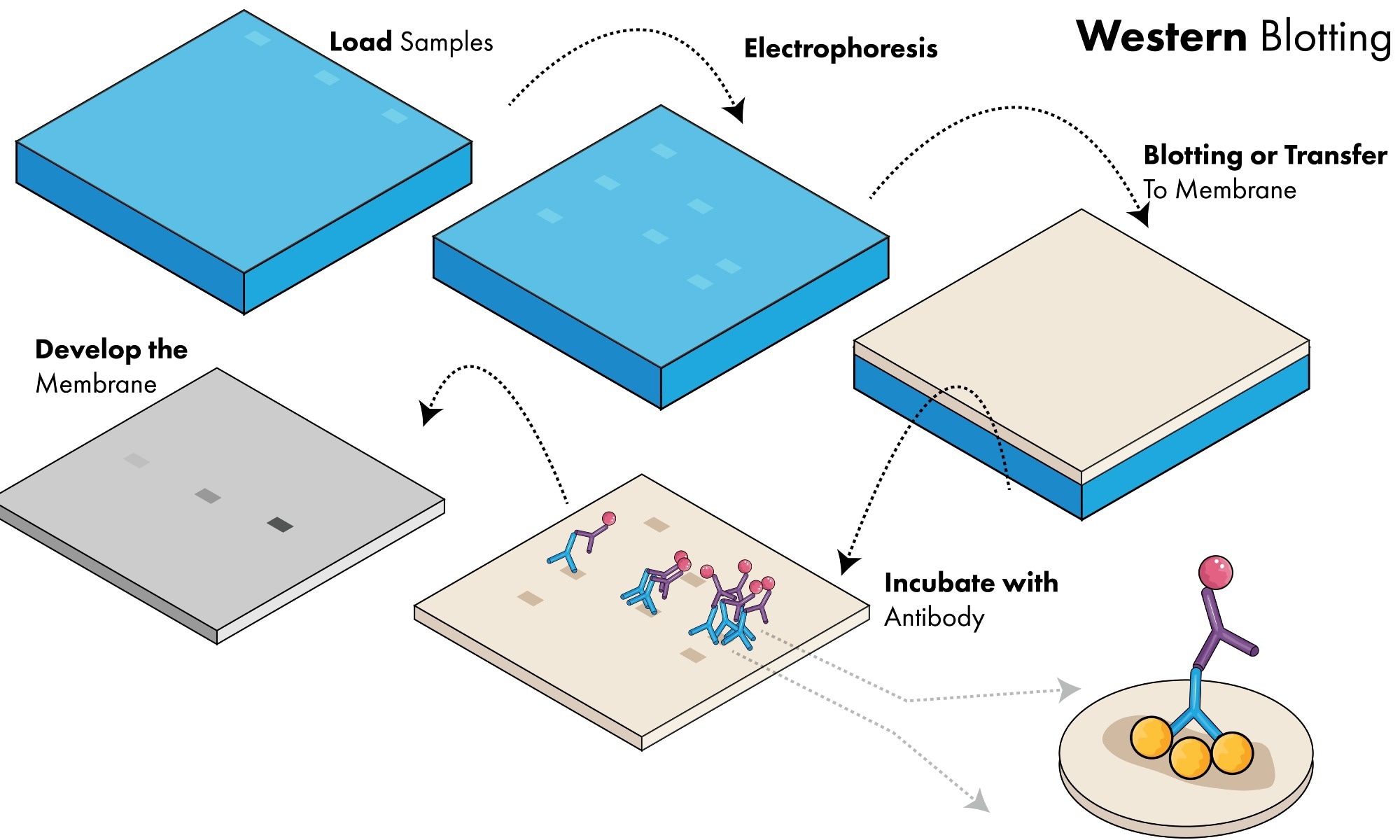 Western Blotting