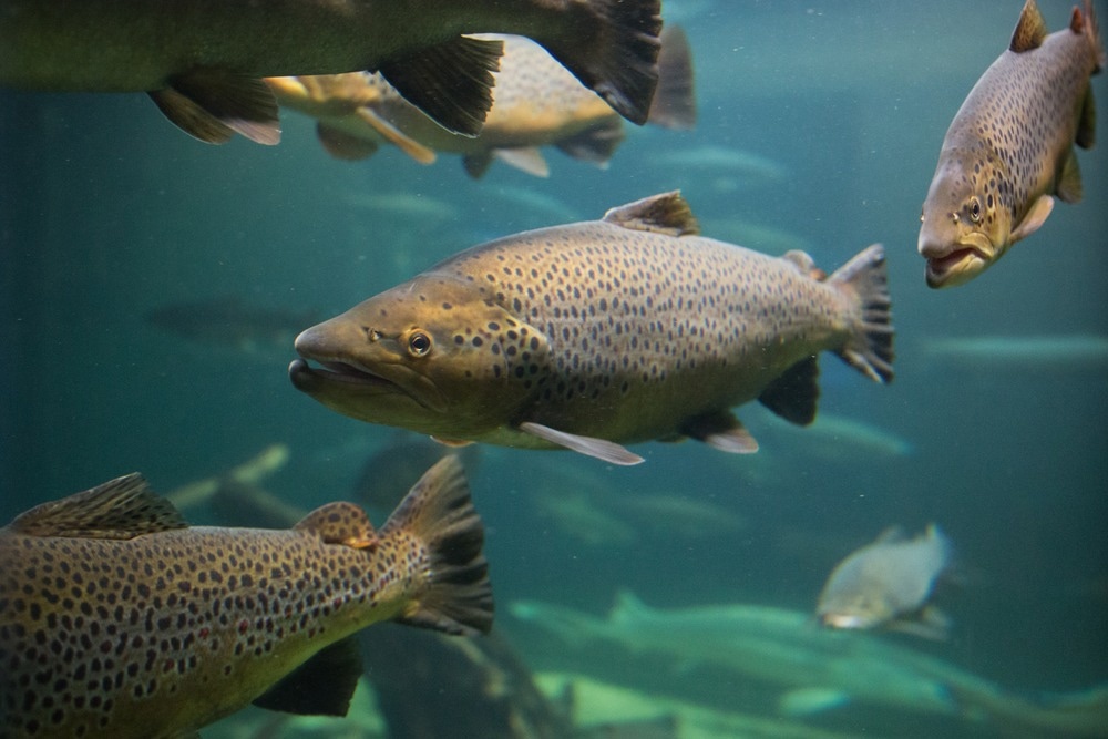 Salmon