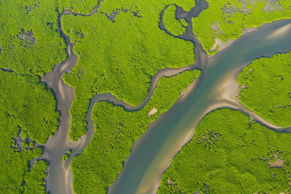 What Does the Future Look Like for Blue Carbon?