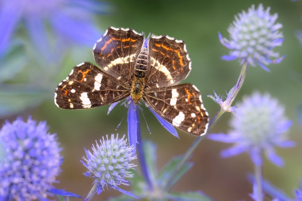 Can Forensic Science Help Contribute to Wildlife Conservation?