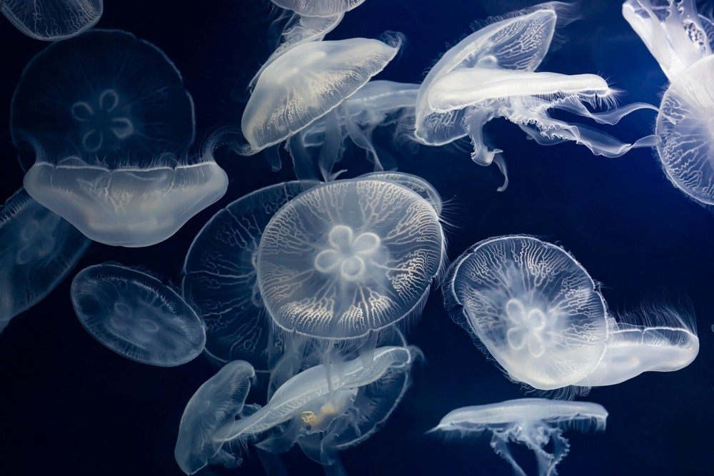 Image Credit: JENG BO YUAN/Shutterstock.com