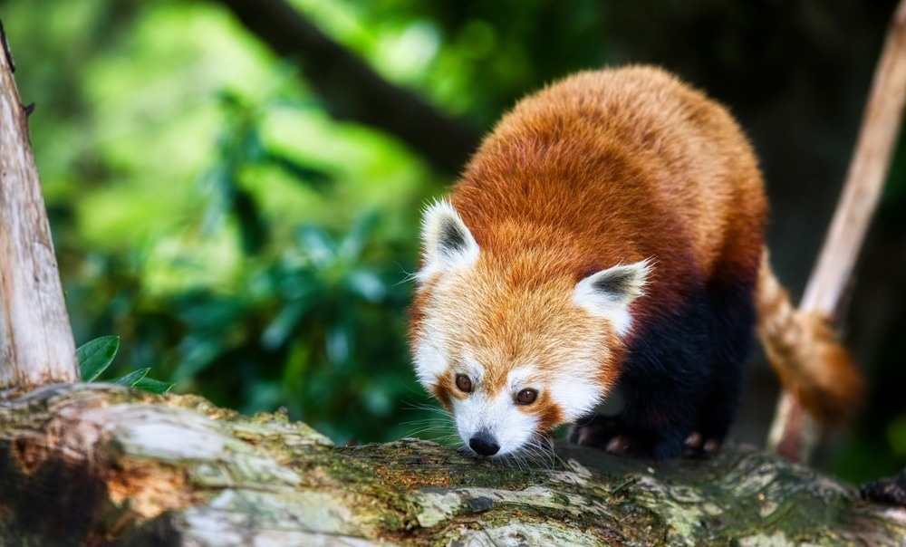 Image Credit: Rolf E. Staerk/Shutterstock.com