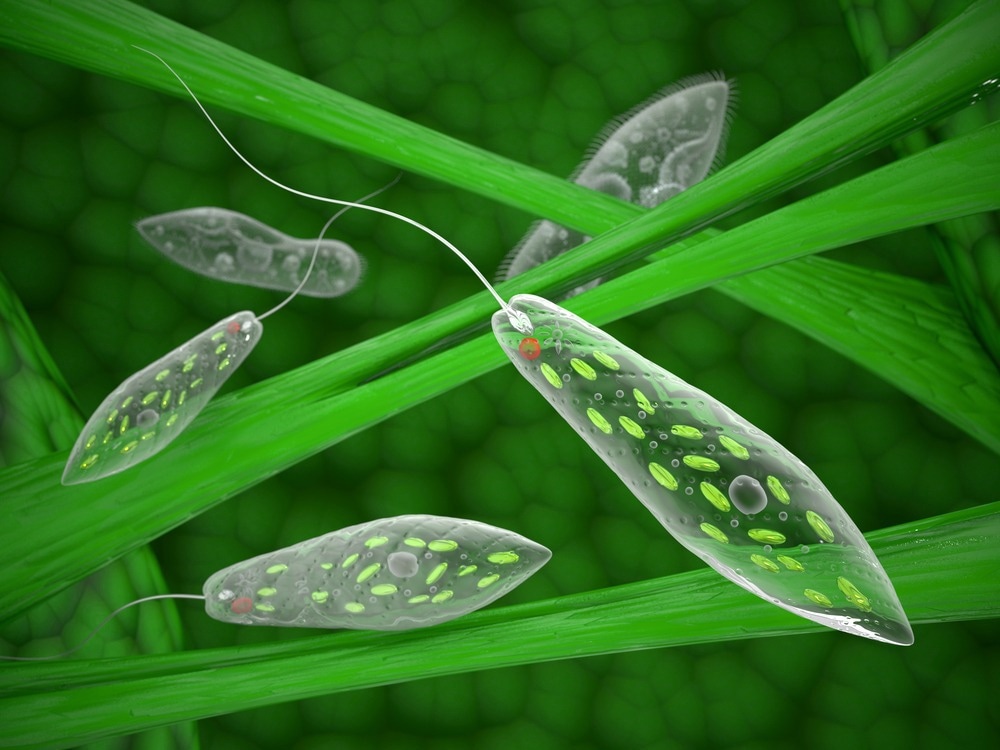 Image Credit: 3d_man/Shutterstock.com