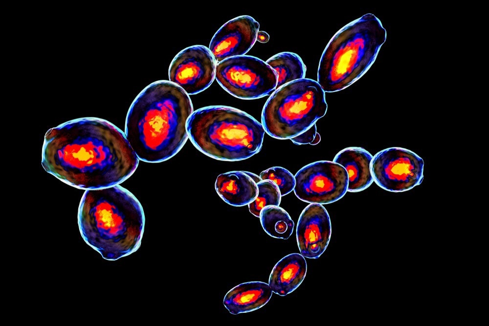 Saccharomyces cerevisiae yeast, 3D illustration. Microscopic fungi, baker