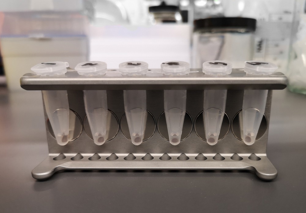 DNA purification with magnetic beads. Tubes in a magnetic rack, laboratory technique.