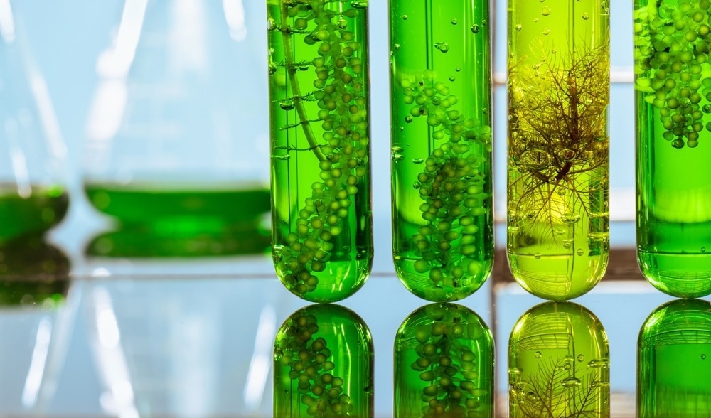 Algae fuel biofuel industry lab researching for alternative to fossil algae fuel or algal biofuel.