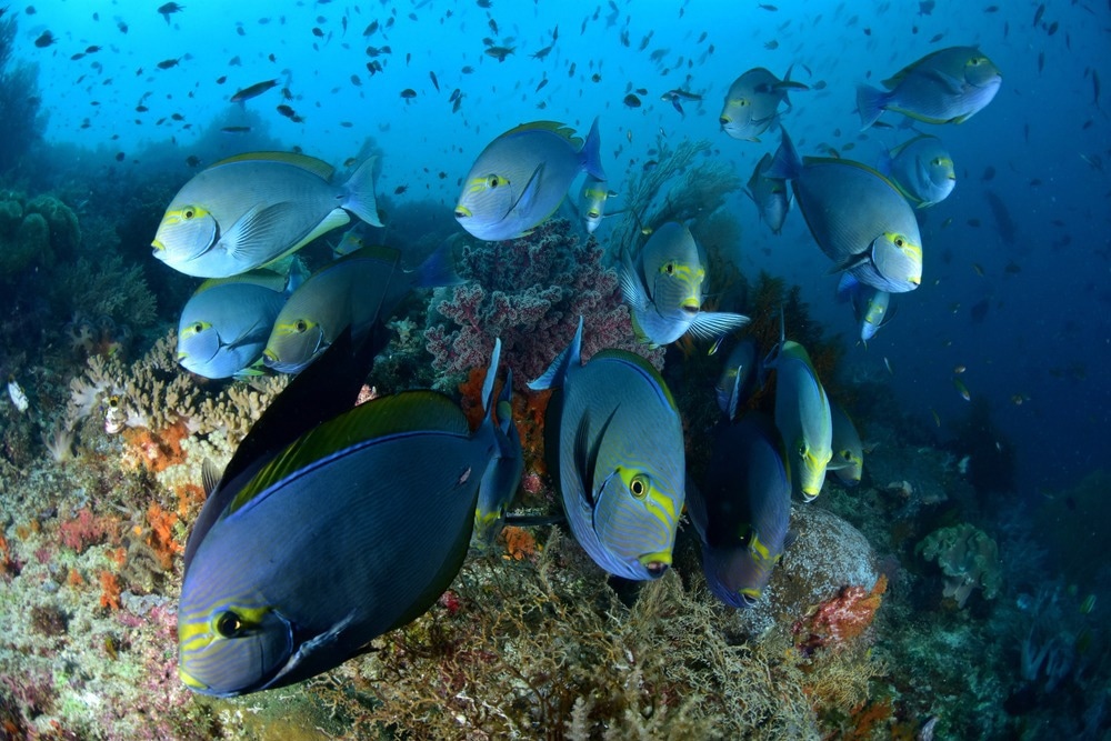 Wonderful underwater marine scenery wide angle photos, these coral reef are in healthy condition.