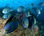 Understanding Animal Diversity with Zoological Proteomics
