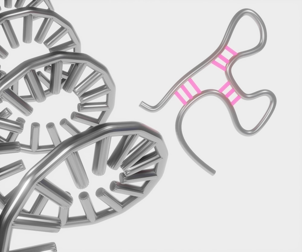 microRNA or miRNA is a small single-stranded non-coding RNA molecule that functions in RNA silencing and post-transcriptional regulation of gene expression.