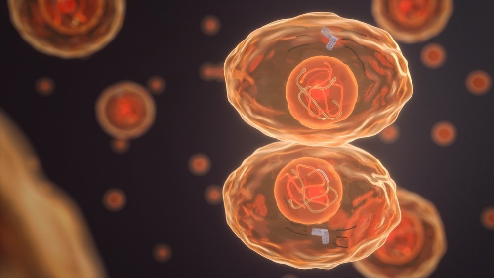 Cytokinese of a human cell (3D Rendering)