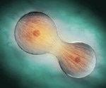 Cell Cycle Regulation: Understanding the Basics of Cellular Division