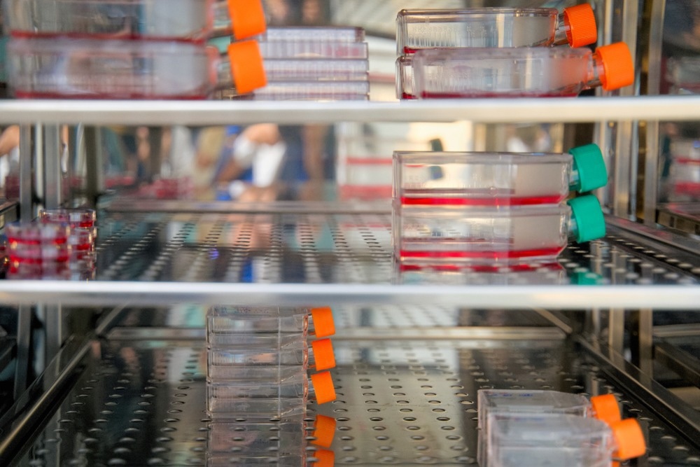 Cell culture flask in the incubator cabinet. Cell culture refers to the removal of cells from an animal or plant and their subsequent growth in a favorable artificial environment.