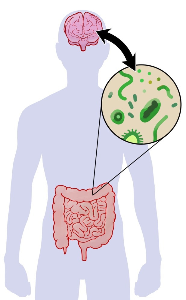 2d artwork showing communication between microbiome gut bacteria and brain central nervous system. Digital illustration on white background.