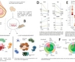3D Tumor and Tumor-Immune Microenvironment Cell Culture Models in Animal-Free Nanofibrillar Cellulose Hydrogels