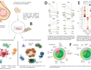 3D Tumor and Tumor-Immune Microenvironment Cell Culture Models in Animal-Free Nanofibrillar Cellulose Hydrogels