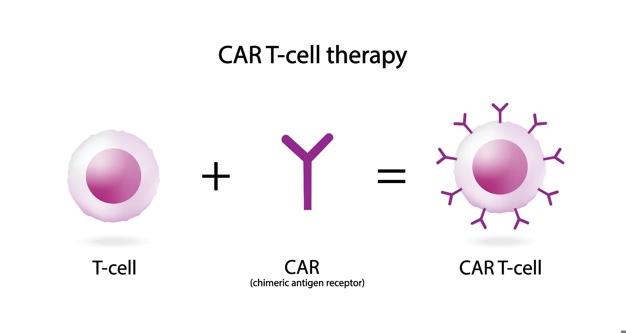 T-cell and Chimeric antigen receptor T cell ,CAR T cell therapy, for use in immunotherapy. chemotherapy.