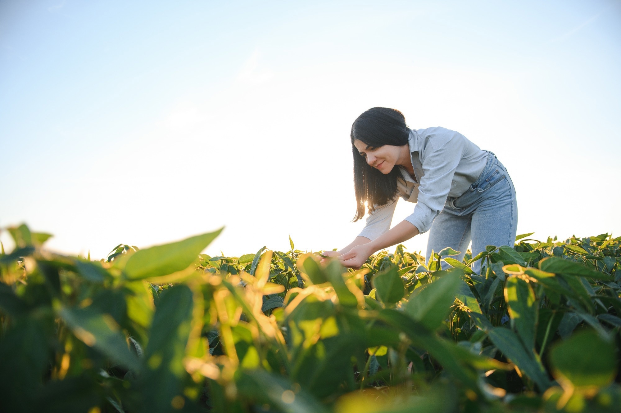 Portrait of a woman agronomist examined soybean leaves growing on the field.