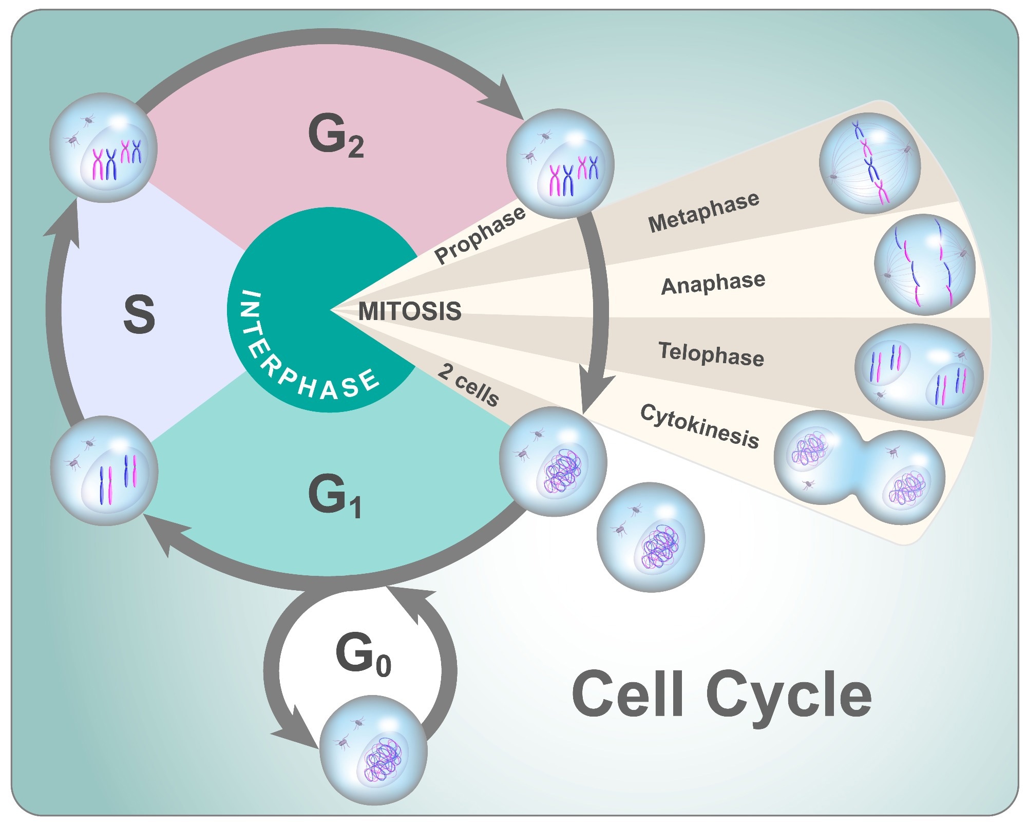 Division cycle of eukaryotic cell divided into four phases: G1, S, G2 and mitosis.