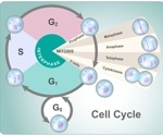 What Are the Phases of Mitosis?