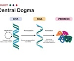 How Proteins Are Made: From DNA to Function