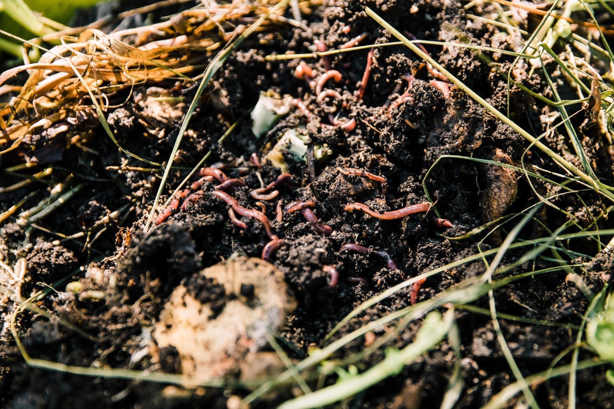 Close-up of earthworms in nutrient-rich compost amidst organic waste and dried grass.