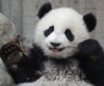 Saving Giant Pandas with the Power of Stem Cells