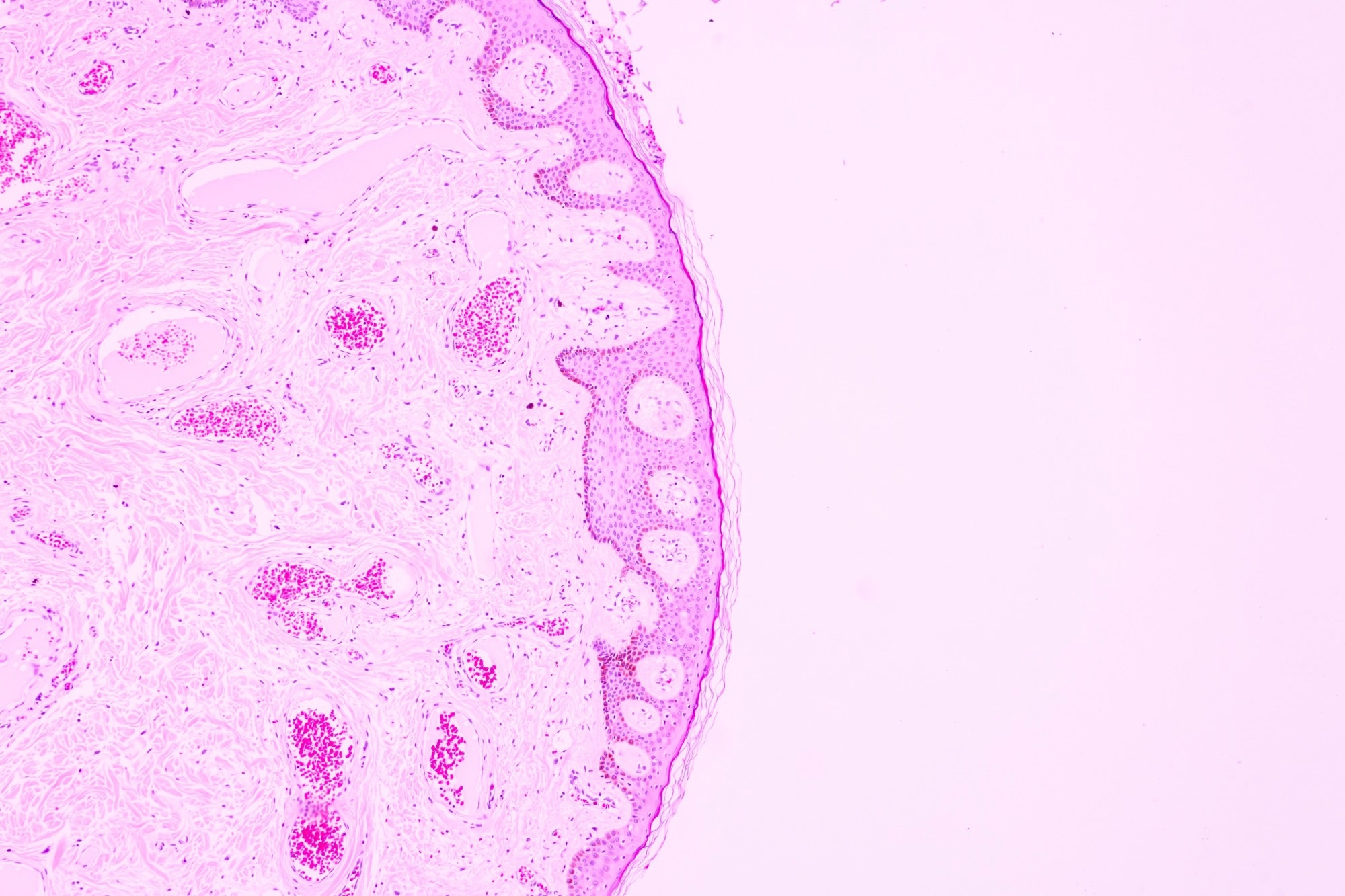 Backgrounds of human cells tissue of lung human under the microscope in pathology lab.