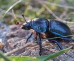 How Insects Are Helping Us Make New Medicines