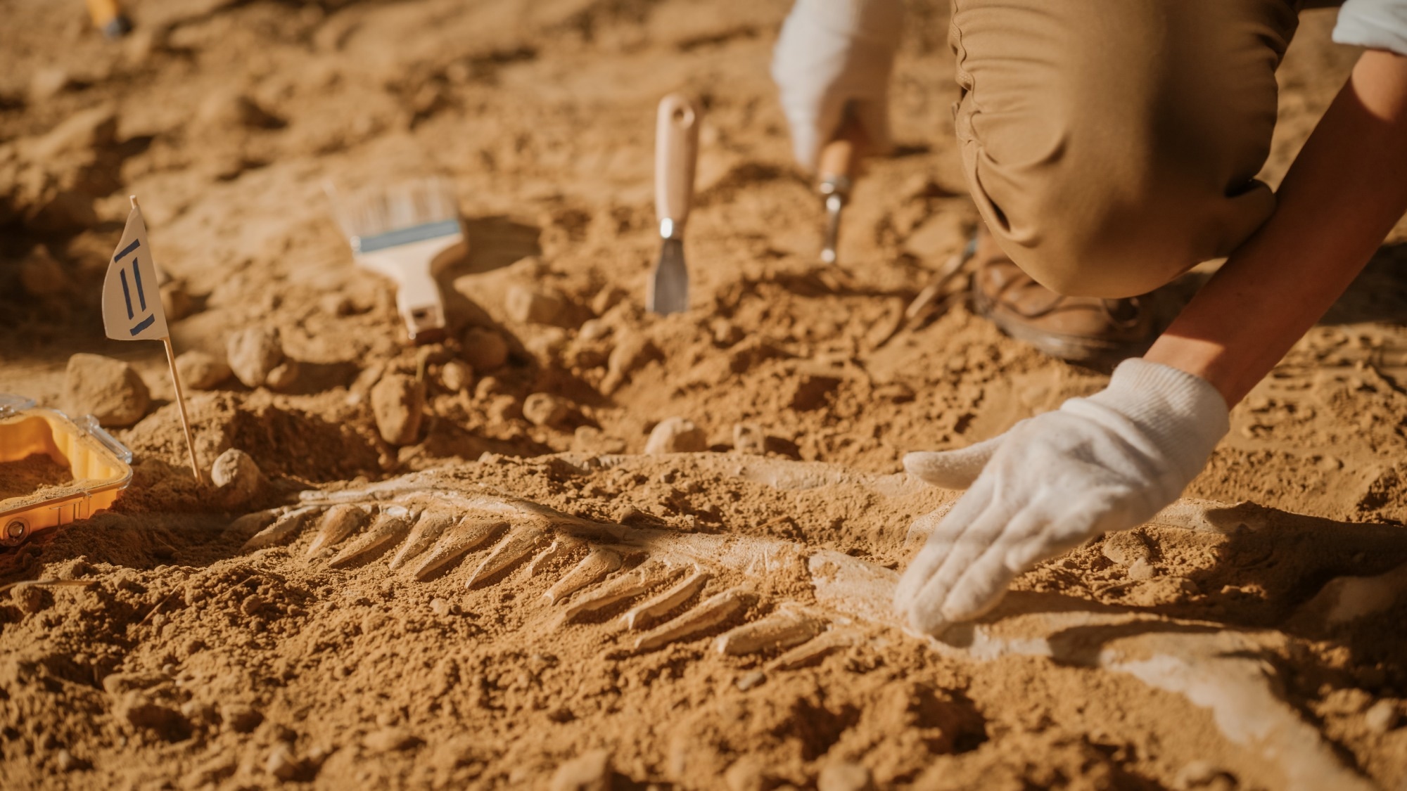 Portrait Paleontologist Cleaning Tyrannosaurus Dinosaur Skeleton with Brushes