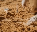 Looking to the Past: What Fossilized Tissues Can Teach Us About Modern Illness