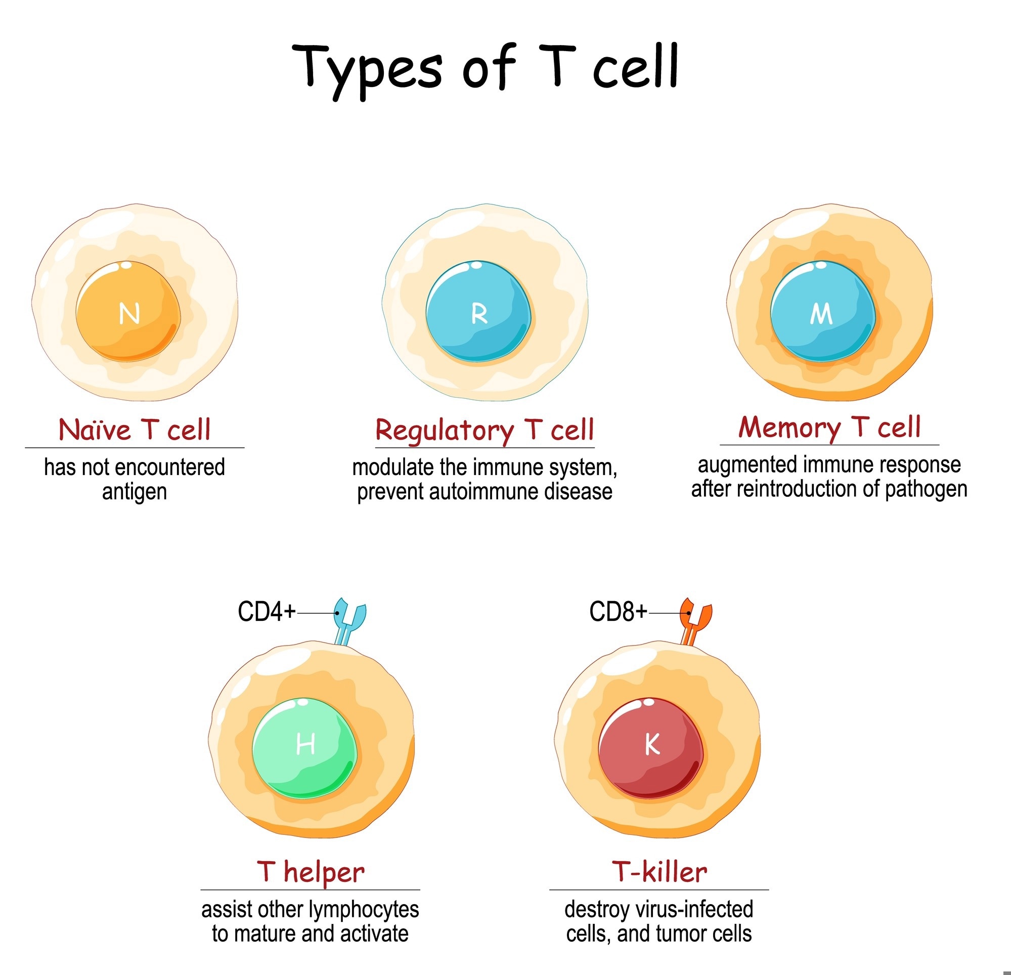 Naïve T cells have not yet encountered antigen. Regulatory T cells modulate immune responses and help prevent autoimmunity. Memory T cells mount a faster and stronger response upon re-exposure to a pathogen. Helper T cells (CD4⁺) support the activation and maturation of other immune cells, while cytotoxic T cells (CD8⁺) target virus-infected and tumor cells.