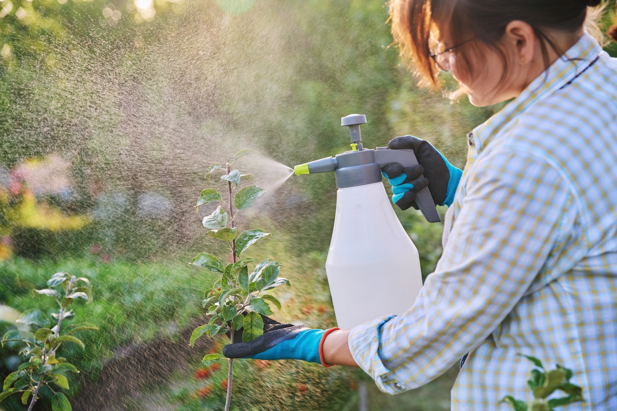 A woman sprays pesticides onto her plants.